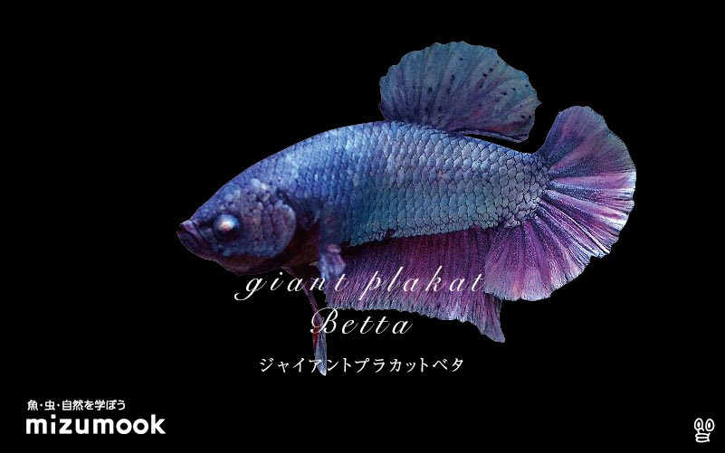 ロイヤリティフリー魚 大き さ すべての魚の画像