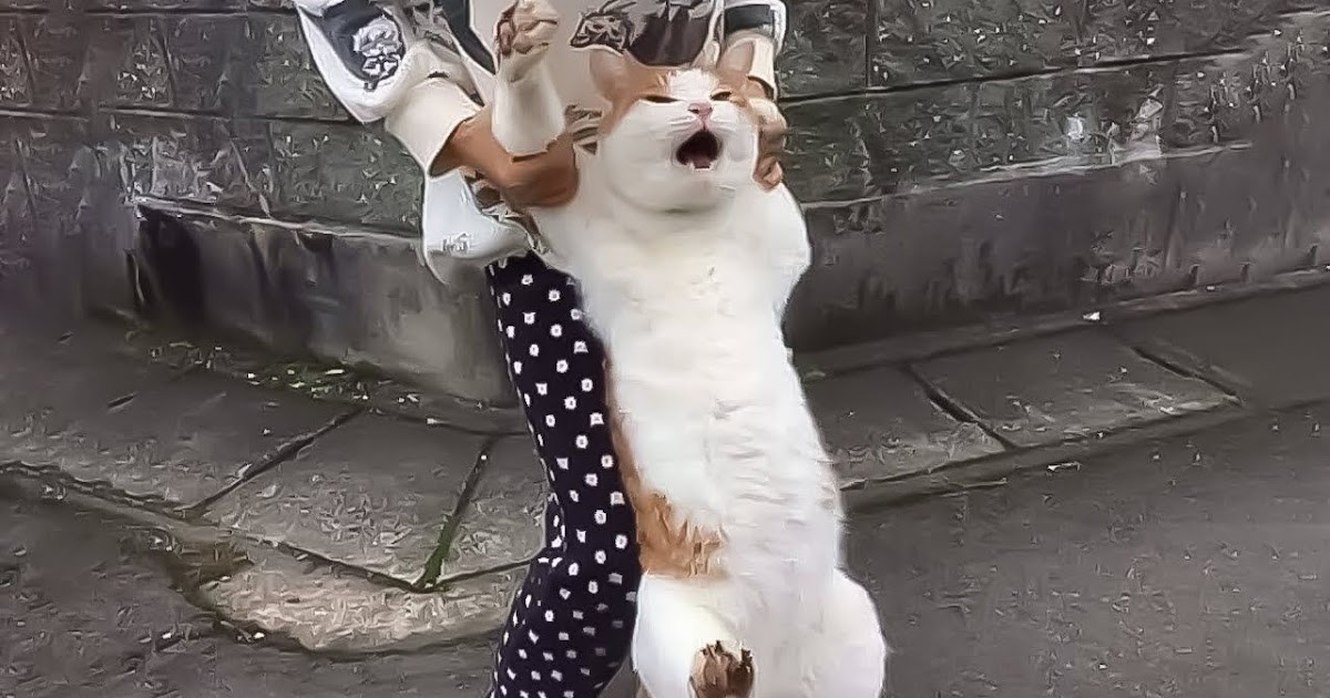 Kucing Lucu Imut Anak Kucing Gemas Foto Kucing Lucu 