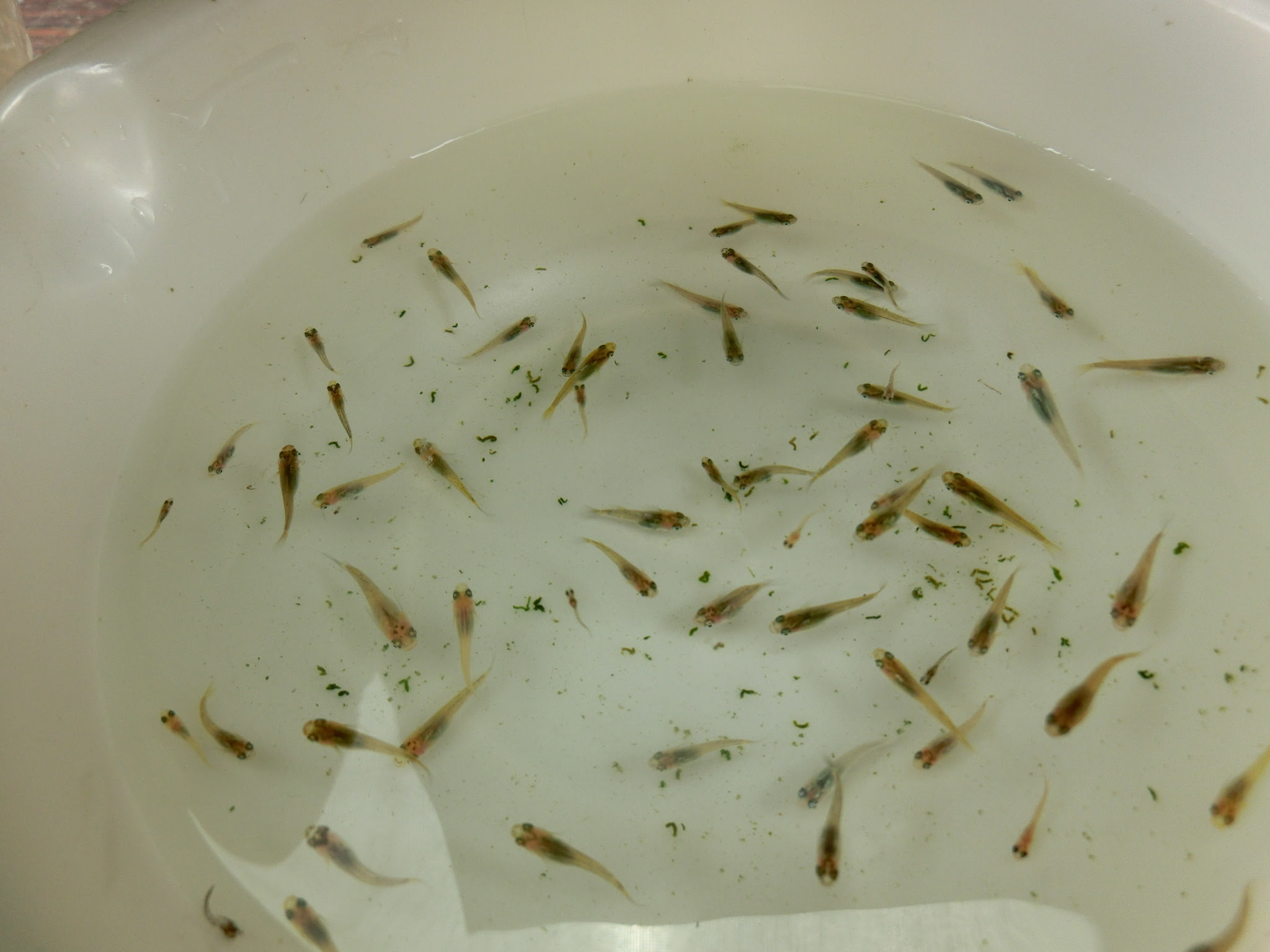100以上 メダカ の 稚魚 の 育て 方 Imagesndekhuy