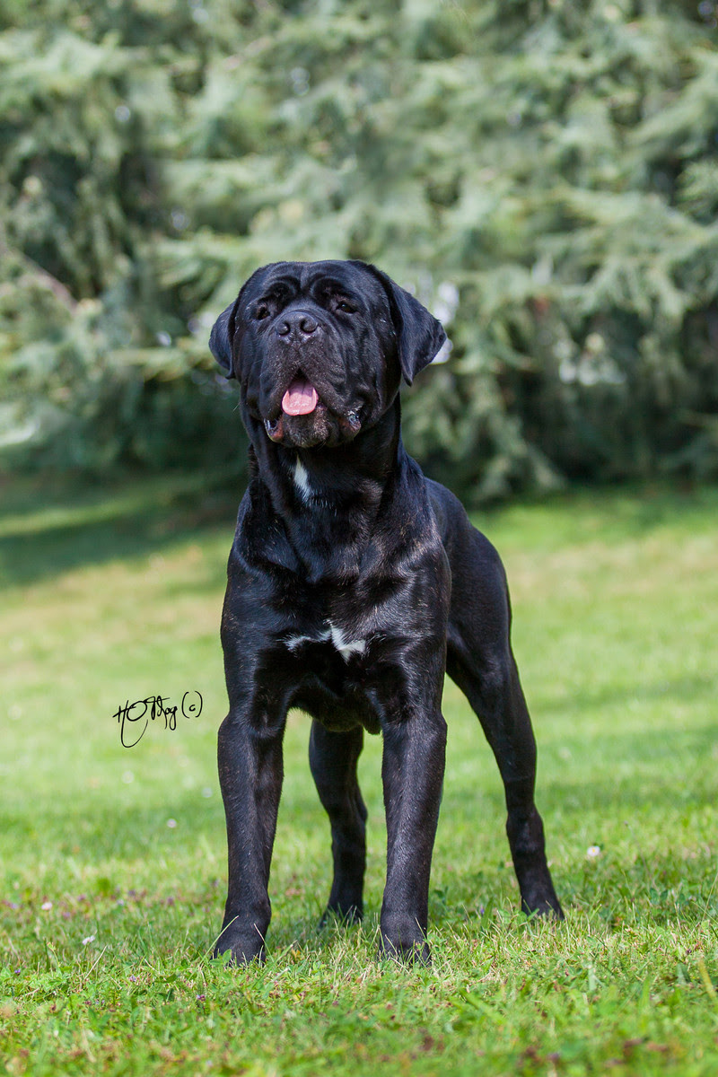 This dog has potential of becoming an excellent. Cane Corso Italiano Vdh Zucht Deckrude Stanley Pat Yagr