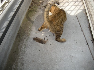 Ngagolak 猫 ネズミ 食べる