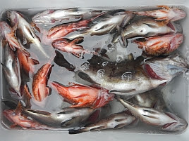 最新のhdキス 締め方 すべての魚の画像