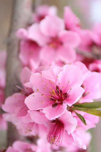 最高の健康 花 言葉 すべての美しい花の画像