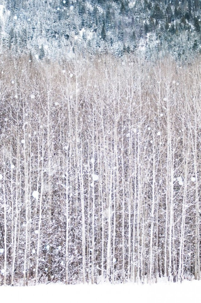 Birch trees in snow