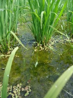 田んぼ 水草 29 田んぼ 水草 Saikonomuryogamer