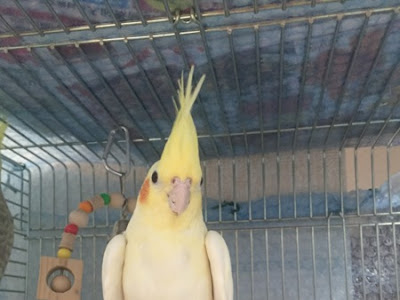 √100以上 オカメインコ 壁紙 967965-オカメインコ 壁紙 pc