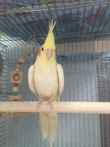 オカメインコ 可愛い の最高のコレクション ただ壁紙hd