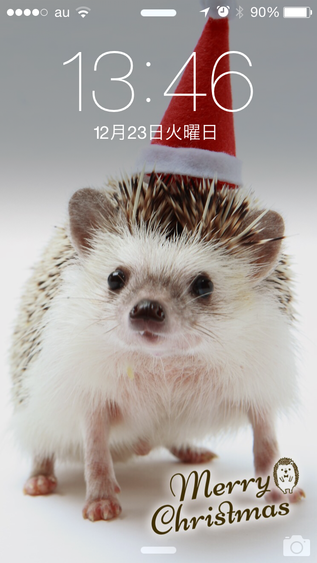 100 Epic Bestハリネズミ 画像 壁紙 最高の花の画像