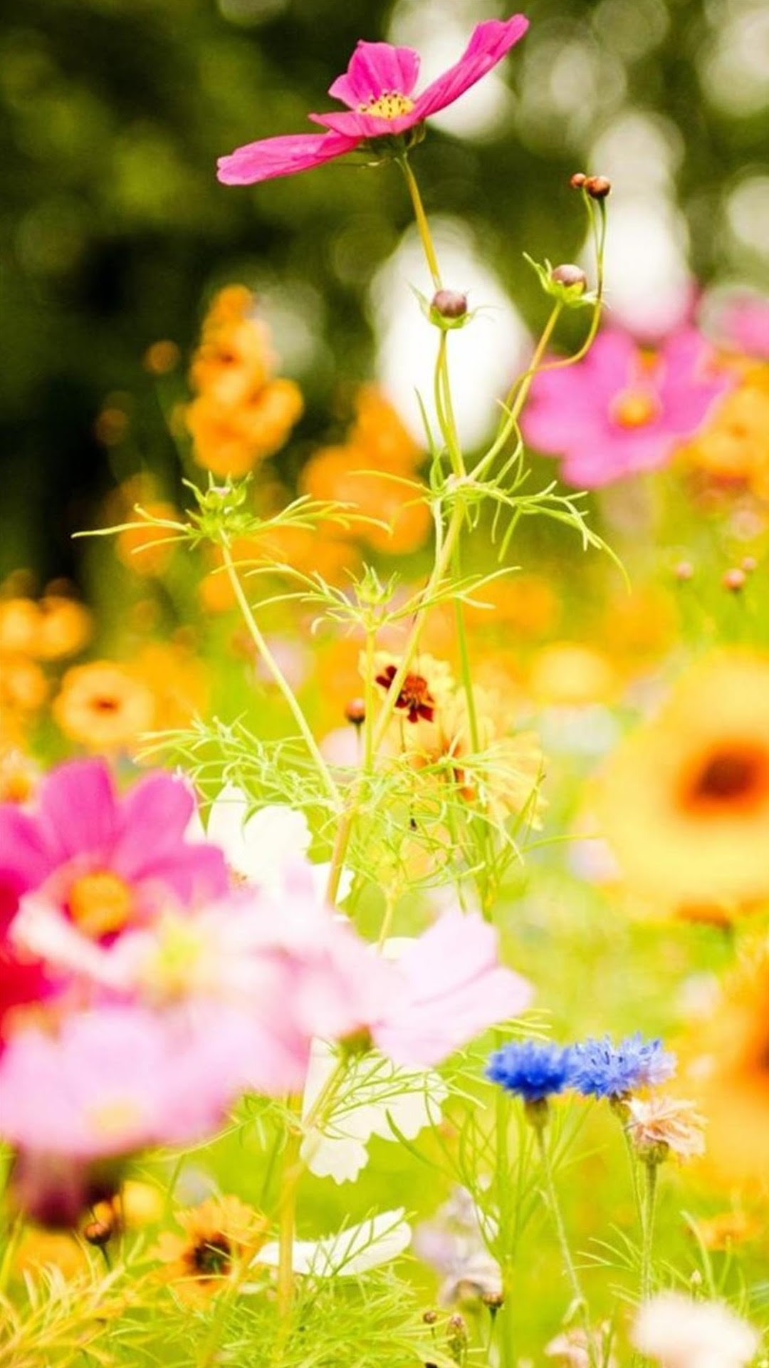 新着おしゃれ 春 壁紙 Iphone 最高の花の画像