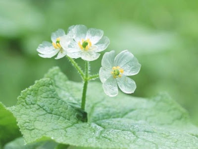 リナリア 花言葉 英語 リナリア 花言葉 英語