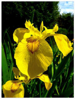 Check spelling or type a new query. A Guide To Uk Wild Flowers