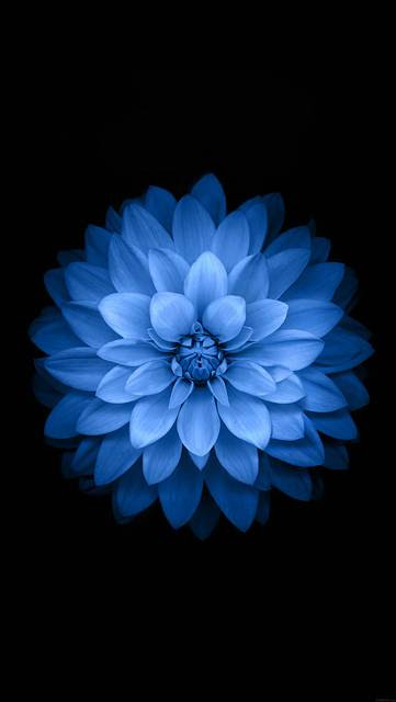 50 Iphone6 壁紙 高 画質 すべての美しい花の画像