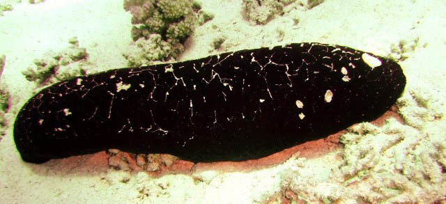 Black teatfish