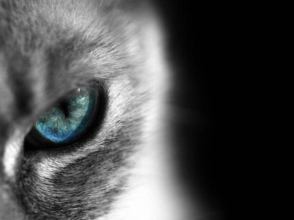 無料ダウンロードかっこいい Iphone 壁紙 猫 最高の花の画像