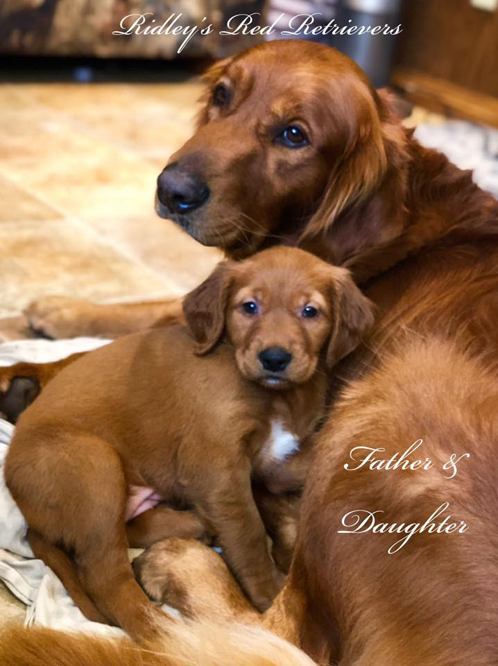 Dark Red Golden Retriever Puppies For Sale Near Me Petfinder