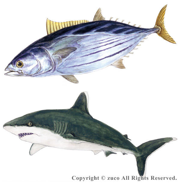 コレクション 魚 イラスト リアル 簡単 魚 イラスト リアル 簡単