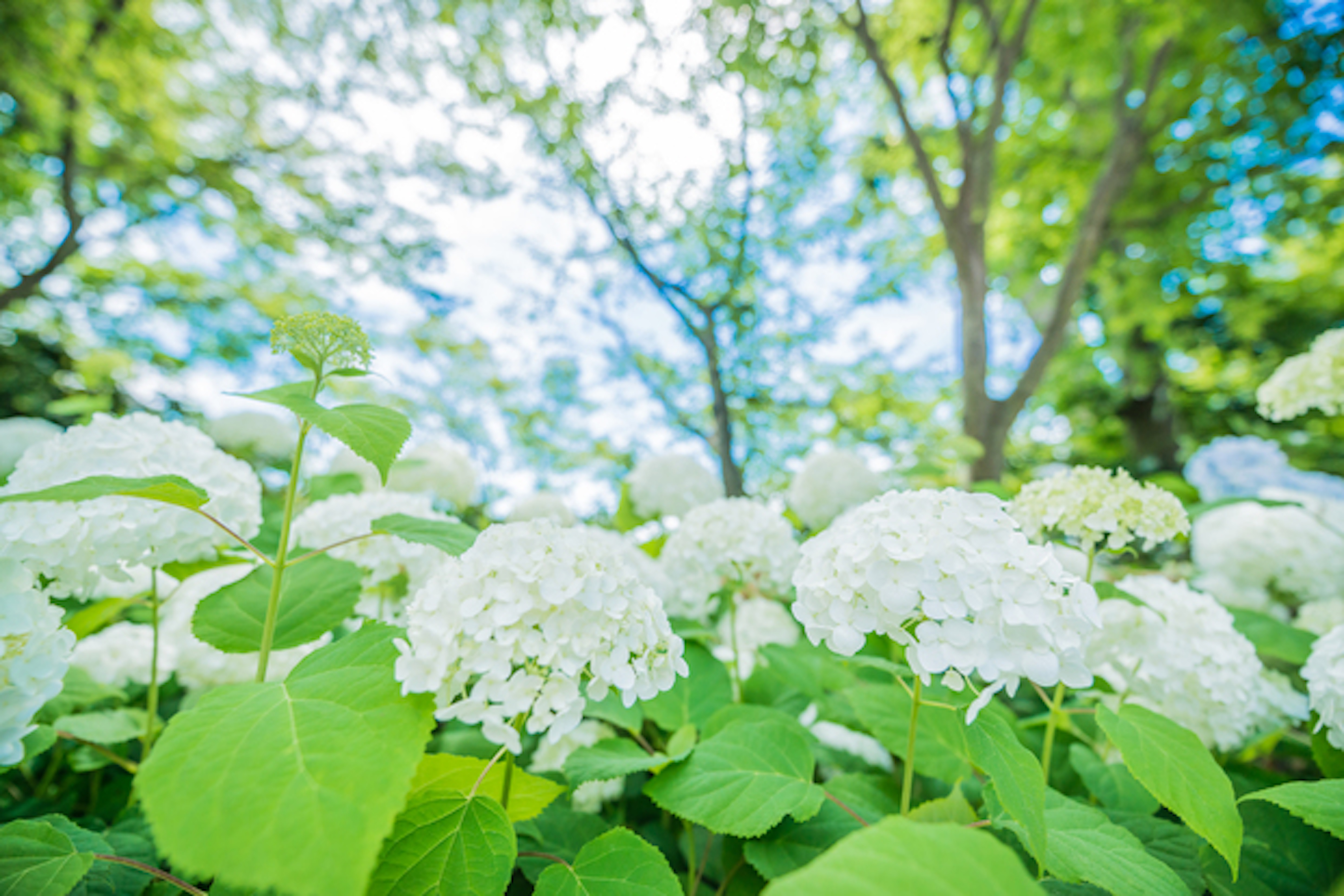 紫陽花 葉っぱ 白くなる 1493 紫陽花 葉っぱ 白くなる Cahkenejpusli