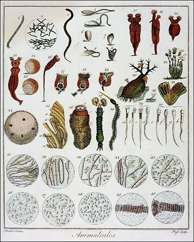 This lesson introduces that all life is made of cells. 7 1 Life Is Cellular