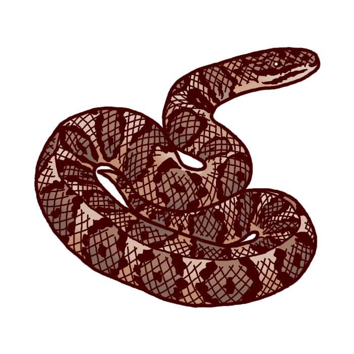 すべての動物の画像 75 まむし イラスト