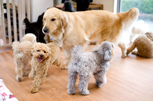 ラブリー犬 カフェ 大型 犬 世界のすべての髪型