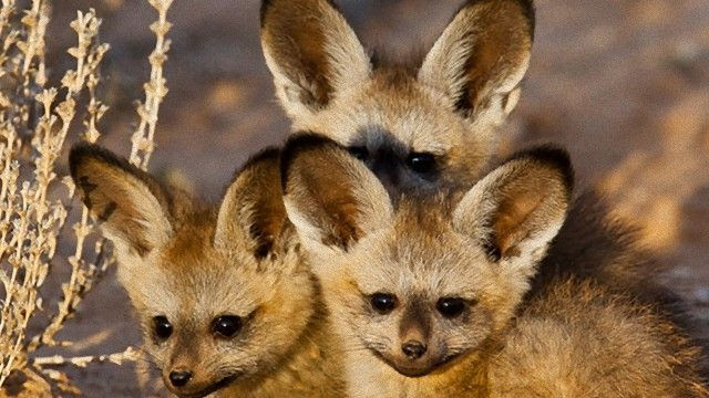 Hd限定可愛い 珍しい 動物 最高の動物画像