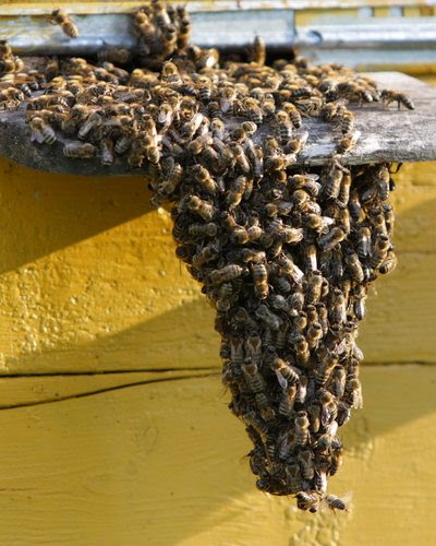 Bee infestations are not a problem if they occur far from residential areas. Bee Removal Phoenix Bee Removal Services Maricopa Az