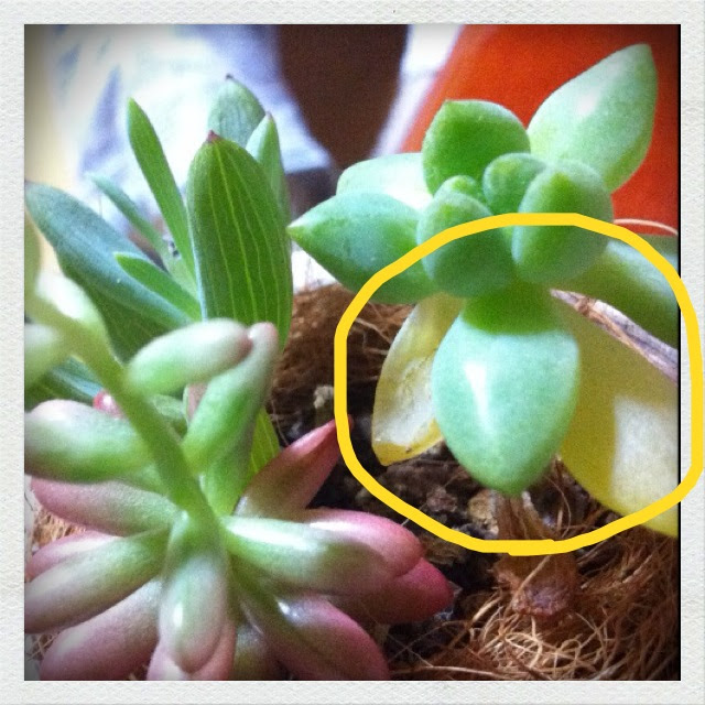 すべての美しい花の画像 最新多肉 植物 しわしわ 原因