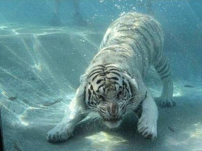 すべての動物の画像 最高の虎 イラスト かっこいい