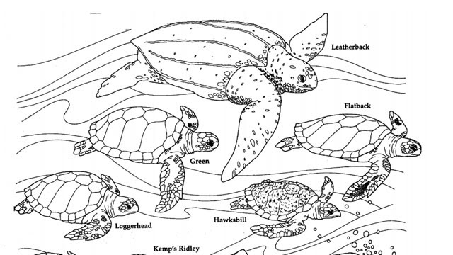 Download 41 FREE THE BIOLOGY COLORING BOOK PDF PRINTABLE PDF DOWNLOAD ZIP DOCX - * ColoringBookPDF