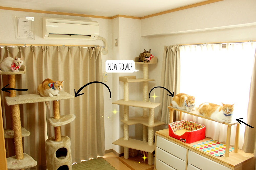 無料ダウンロード画像 ひどい 猫 狭い部屋