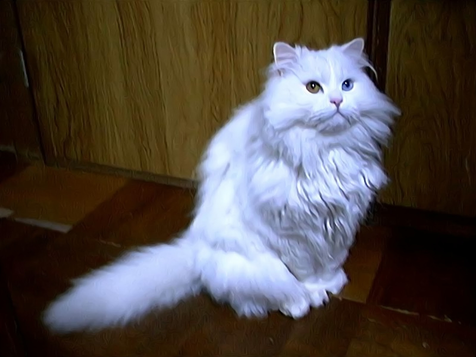 0以上 猫 長毛 種類 100 で最高の画像