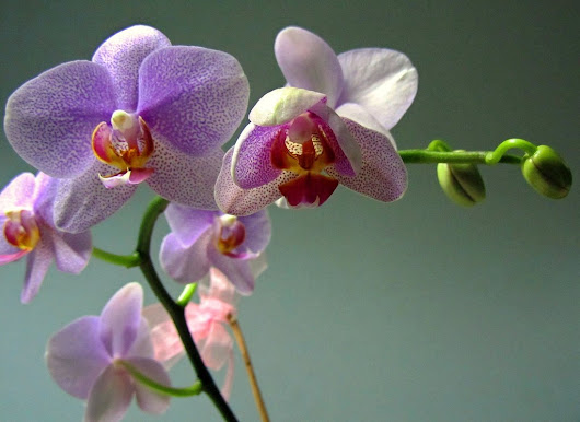 Фото Загадочная орхидея