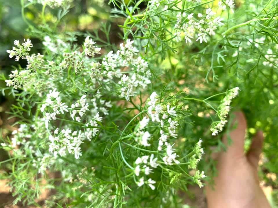 最も人気のある パクチー 花 食べられる パクチー 花 食べられる
