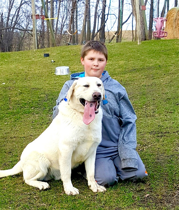 Out of admiral and taffy. Quality Labrador Puppies For Sale C K Labs Grove City Mn