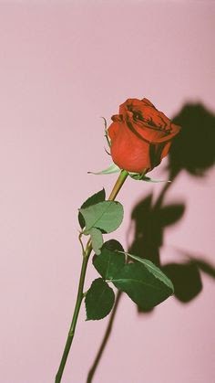 Unduh Gambar Bunga Mawar Layu Tumblr