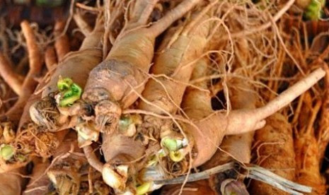 Gambar dan khasiat pokok semalu khasiat pokok herba malaysia. Bicara Tani Herba Tanaman Herba Untuk Lelaki Supaya Kuat Dan Tahan Lama