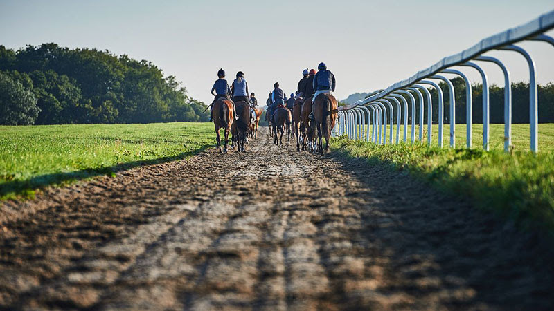 gallop