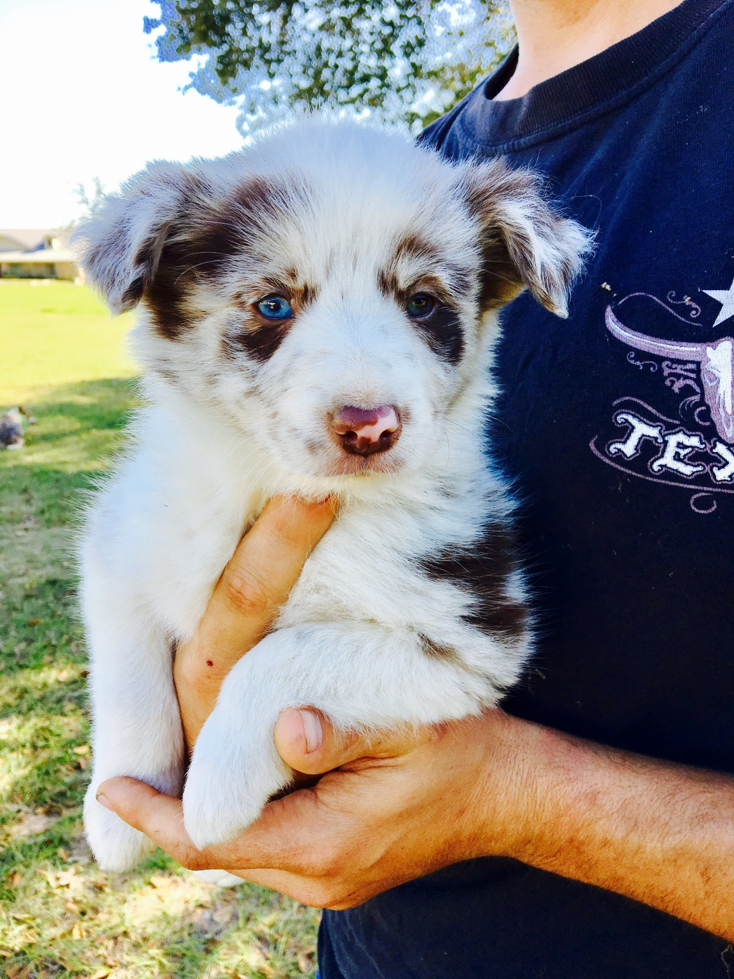 Trained and training cute tri colored black and white , red, sable, blue merle and gold border collie puppies and dogs. Border Collie Puppies For Sale Red Merles Red Whites Tri Colored Chocolate Tan White
