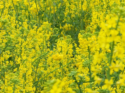 √99以上 壁紙 桜 と 菜の花 790381