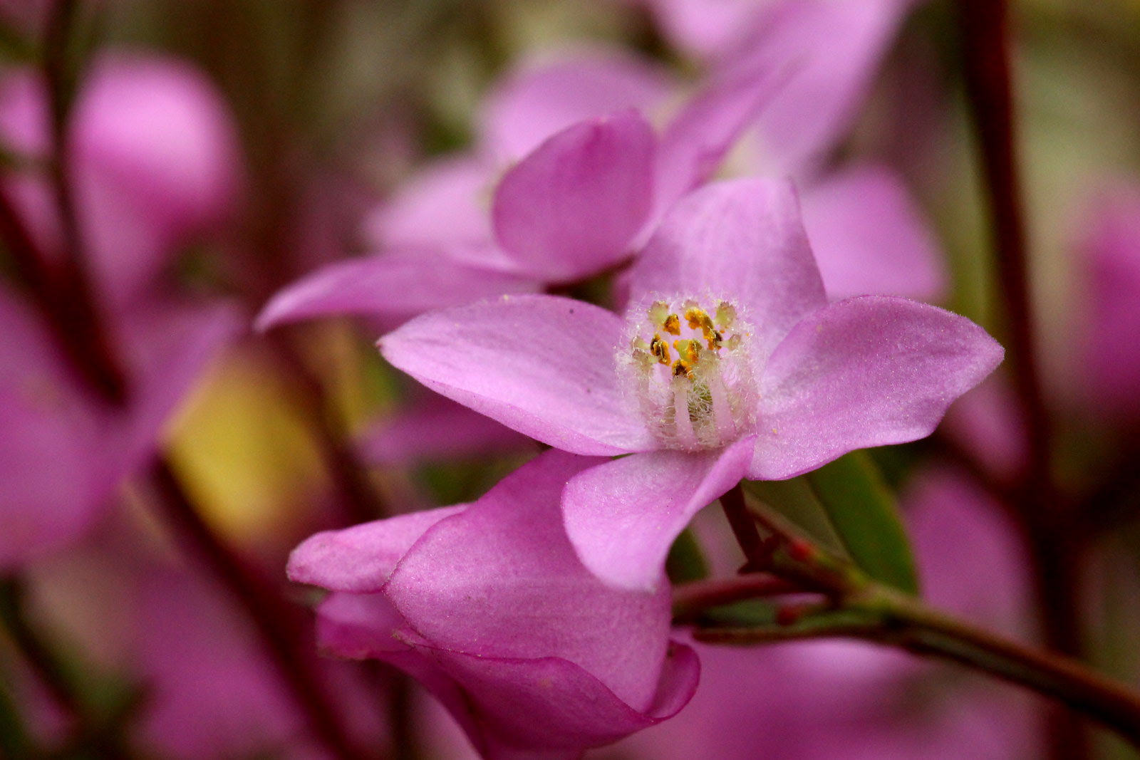 最高かつ最も包括的なボロニア 花 言葉 すべての美しい花の画像
