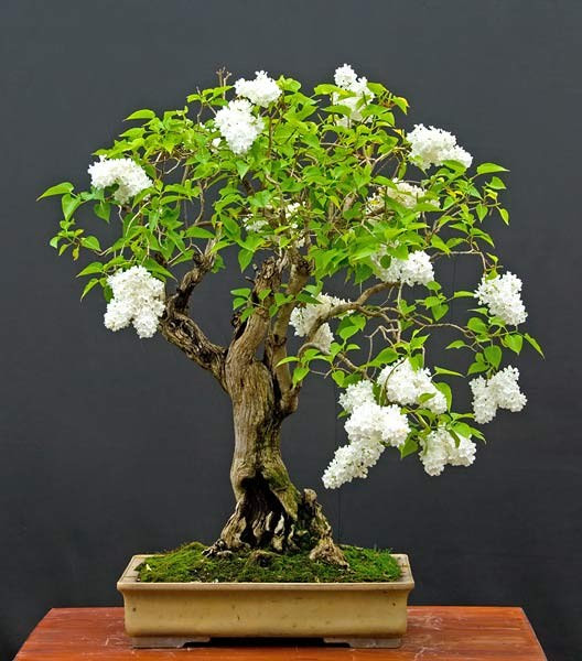 bonsai trees