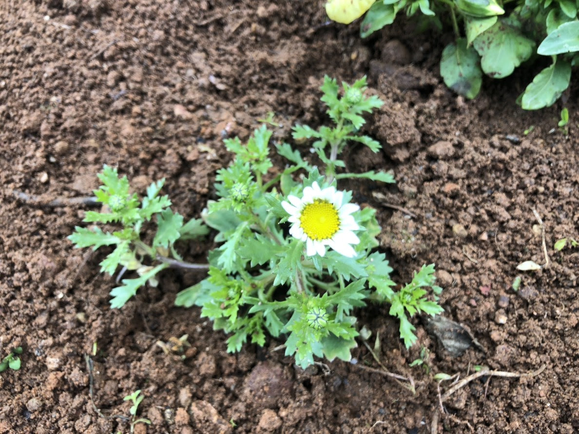 100 Epic Bestあっかんべー 花 最高の花の画像