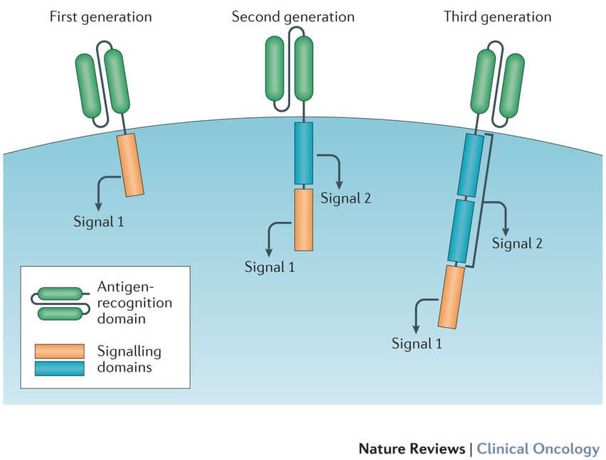 Co-stimulatory signaling domains have been added to newer generations of CAR T cells to improve their ability to produce more T cells after infusion and survive longer in the circulation.