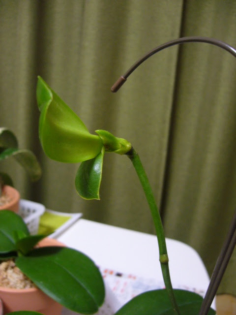 すべての美しい花の画像 Hd限定胡蝶 蘭 新芽