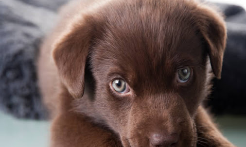 The Top 10 Puppy Names Of 14 Dave Does The Blog