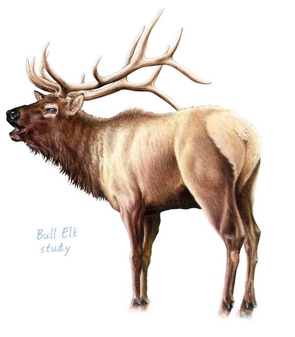 Shangralafamilyfun.com is a fun informational inspirational site with links, poetry, arts, animals, humor, troops, travel, history, & more for the family. Kenny Oliver S Art Bull Elk