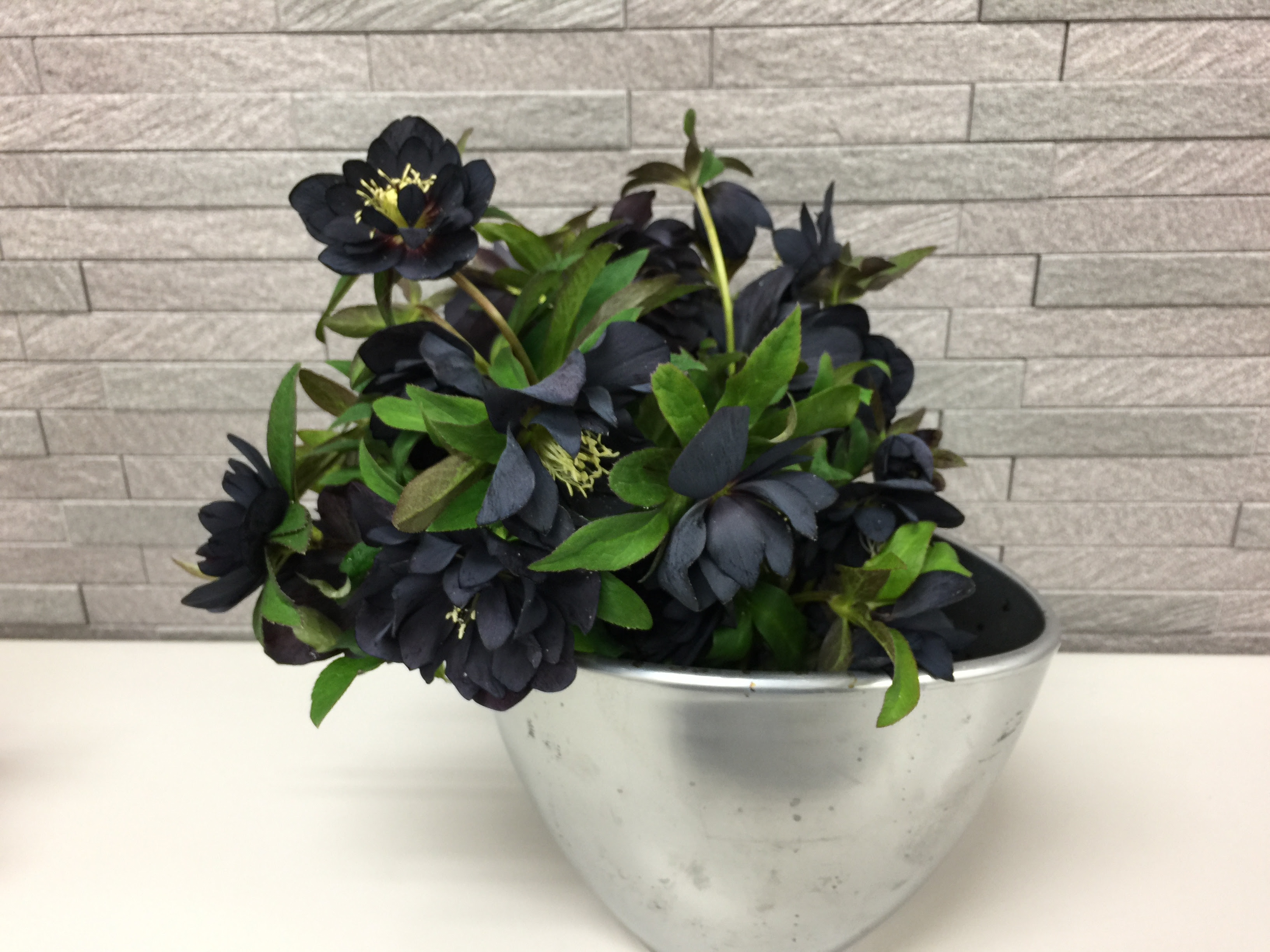 すべての美しい花の画像 トップ100 クリスマス ローズ 黒