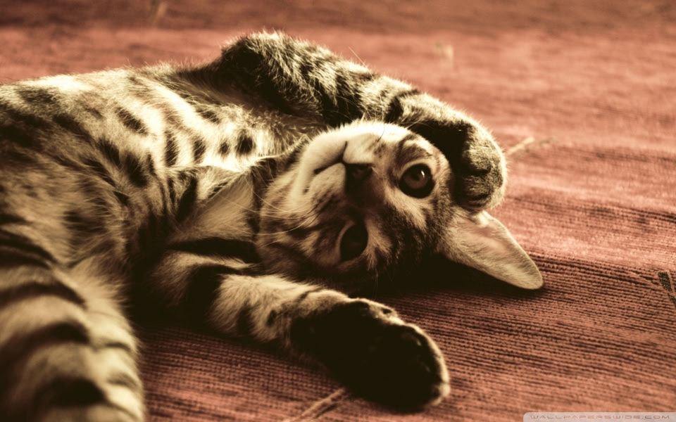最も人気のある 猫 デスクトップ 壁紙 Hdの壁紙 無料 Itukabegami