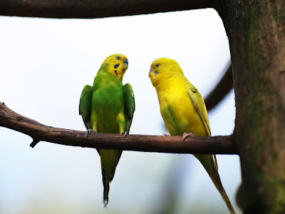 [最も欲しかった] 壁紙 イ��コ 275290-壁紙 インコ イラ���ト 無料