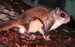 How to get rid of rats under your shed